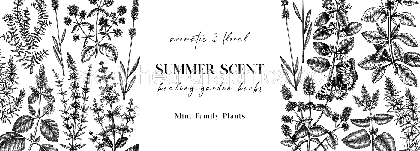 Hand sketched medicinal herbs banner design. Vector mint plants sketches. Vintage summer flowers template. Botanical background with mint family plants in engraved style.  Illustration